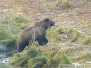 Ursus arctos horribilis, grizzli, Chilkoot River, Alaska
