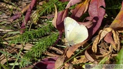 Colias nastes, Labrador Sulphur, Coliade verdâtre