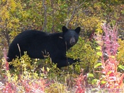 Ursus americanus, Ours noir, Black Bear
