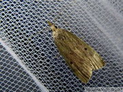 Aphomia sociella, Pyrale du bourdon, Bee Moth, femelle
