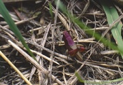 Pseudochorthippus parallelus, Criquet des pâtures, femelle rose