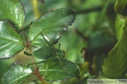 Leptophyes punctatissima, Sauterelle ponctuée, femelle
