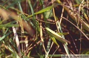 Mecostethus parapleurus, Criquet des roseaux