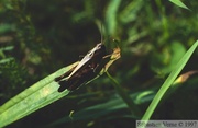 Omocestus rufipes, Criquet noir-ébène, femelle