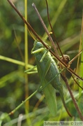 Tettigonia viridissima, Grande sauterelle verte, femelle