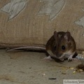 Mulot sylvestre, Apodemus sylvaticus, Wood mouse