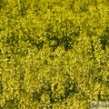 Fleurs de colza, Brassica napus var. napus
