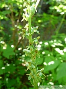 Platanthera stricta (Amérique du Nord)