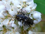 Evodinus monticola, flower longhorn beetle