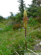 Pedicularis bracteosa, bracted lousewort