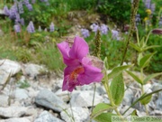 Mimulus lewisii, Pink monkey-flower 