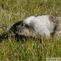 Marmota caligata, Hoary Marmot, Marmotte des Rocheuses