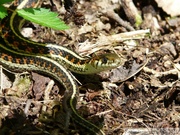 Thamnophis sirtalis, Common Garter Snake, Couleuvre rayée
