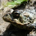 Anaxyrus boreas, Western toad, Crapaud boréal