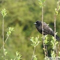  Agelaius phoeniceus, Red-winged blackbird, Carouge à épaulettes