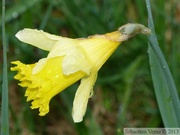 Narcissus pseudonarcissus, Jonquille (sauvage)