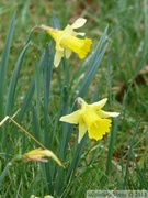 Narcissus pseudonarcissus, Jonquille (sauvage)
