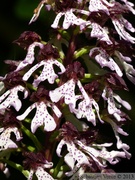 Orchis purpurea, Orchis pourpre