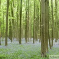 Jacinthe des bois, Hyacinthoides non-scripta, Bois de Halle