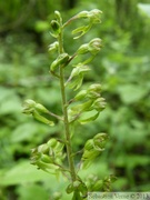 Listera ovata, Grande Listère, Common Twayblade