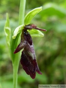 Ophrys insectifera,Ophrys mouche, Fly orchid