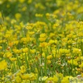 Prairie fleurie, Desvres (Renoncule, lotier)