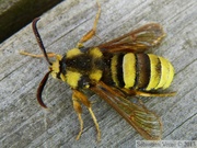 Sesia apiformis, la sésie apiforme, mâle