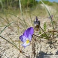Viola curtisii, Pensée des dunes