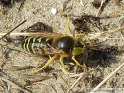 Bembix rostrata, Bembex à rostre, Common European Sand Wasp