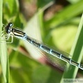 Coenagrion scitulum, Agrion mignon, Dainty Damselfly, femelle