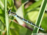 Coenagrion scitulum, Agrion mignon, Dainty Damselfly, femelle