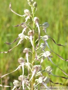 Orchis bouc, Himantolossum hircinum