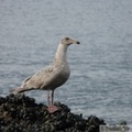 Goéland à ailes grises, Glaucous-winged gull, Larus glaucescens