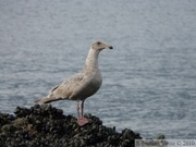 Goéland à ailes grises, Glaucous-winged gull, Larus glaucescens