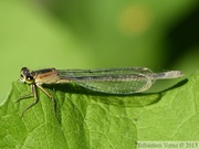 Ischnura elegans, l'Agrion élégant, femelle