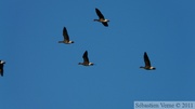 Anser albifrons, Greater White-fronted Goose, Oie rieuse