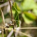 Phaneroptera falcata, Phanéoptère commun