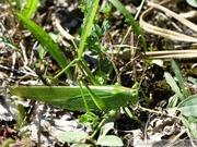 Tettigonia viridissima, Grande sauterelle verte