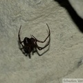 Meta menardi, La grande araignée des grottes