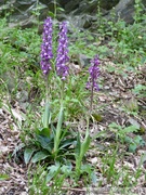 Orchis mascula, orchis mâle