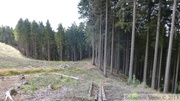 Forêt de conifères, Xhoffraix