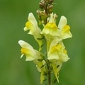 Linaire commune, Linaria vulgaris