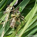 Metrioptera brachyptera, la Decticelle des bruyères, mâle