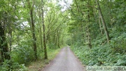 Forêt, environs de Lierneux