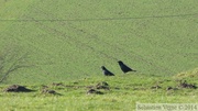 Corvus corone corone, Carrion Crow, Corneille noire
