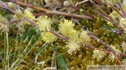 Salix repens spp. argentea