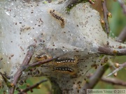 Euproctis chrysorrhoea, Cul-brun, chenilles