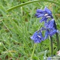 Jacinthe bleue, Hyacinthoides non-scriptus