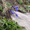Jacinthe bleue, Hyacinthoides non-scriptus