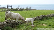 Vache et veau, sentier du littoral (GR 223)